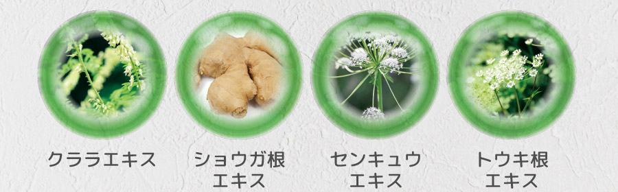 クララエキス ショウガ根エキス センキュウエキス トウキ根エキス