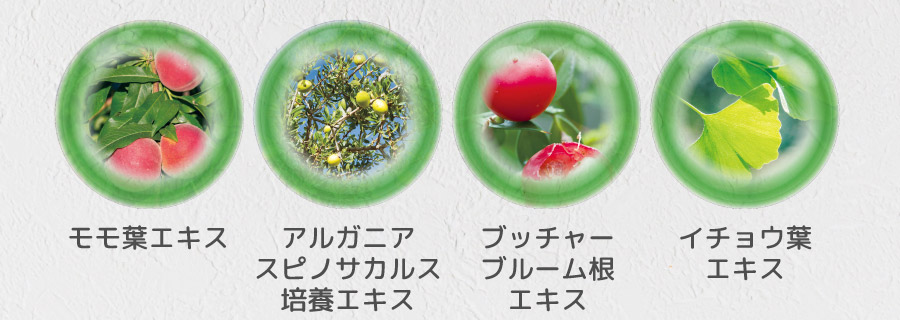 モモ葉エキス アルガニアスピノサカルス培養エキス ブッチャーブルーム根エキス イチョウ葉エキス