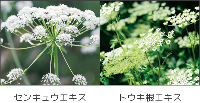 センキュウエキス トウキ根エキス