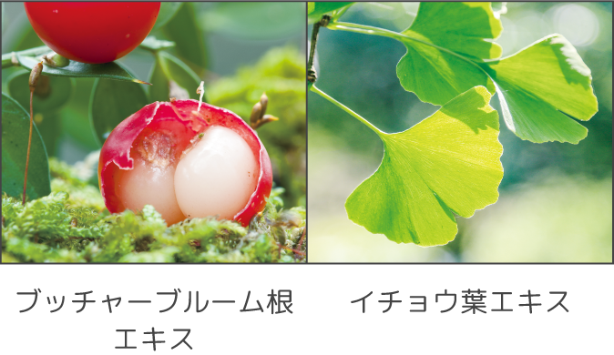 ブッチャーブルーム根エキス イチョウ葉エキス