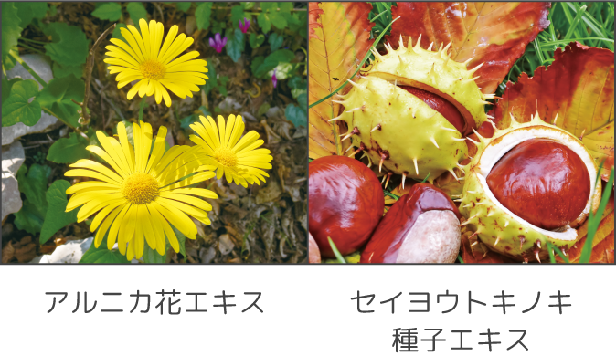 アルニカ花エキス セイヨウトキノキ種子エキス