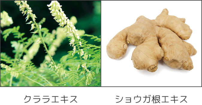 クララエキス ショウガ根エキス