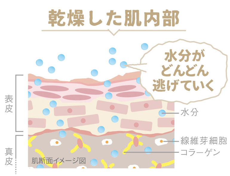 乾燥した肌内部 水分がどんどん逃げていく