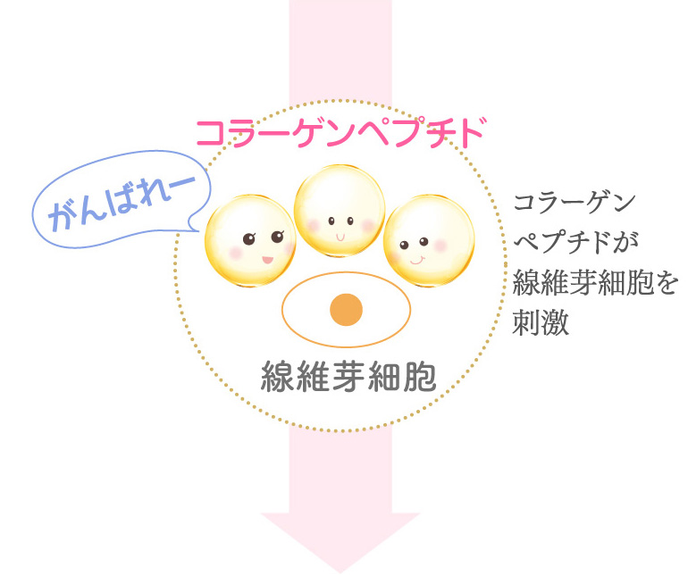 コラーゲンペプチド がんばれー コラーゲンペプチドが線維芽細胞を刺激 線維芽細胞