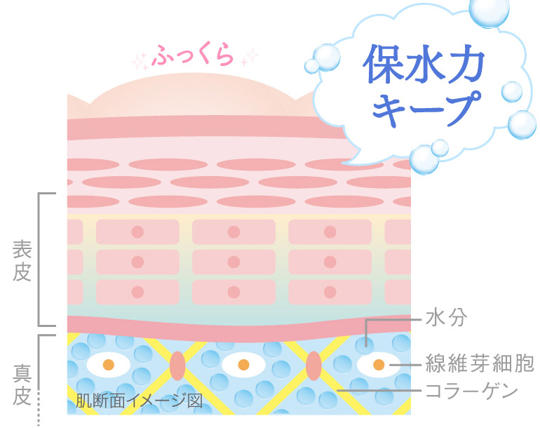 ふっくら 保水力がアップ！ ※機能性表示食品の届出記載の考察を基にしています。