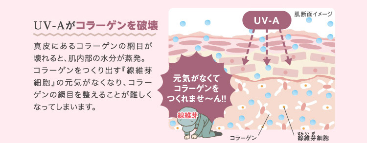 UV-Aがコラーゲンを破壊