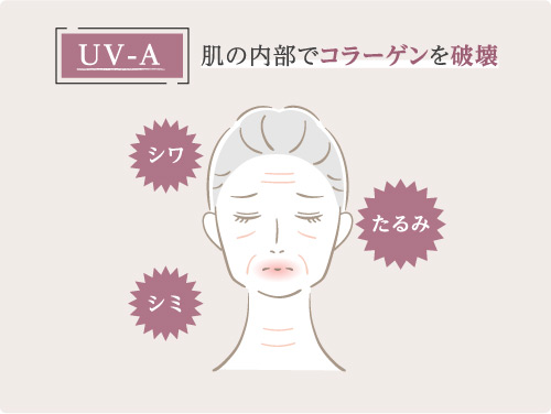 UV-A 肌の内部でコラーゲンを破壊