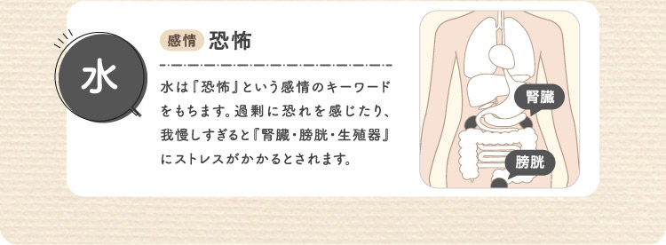 水 感情:恐怖 臓器:腎臓・膀胱