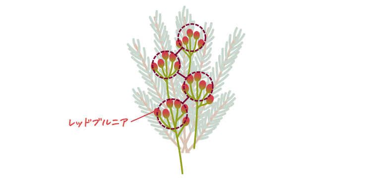 レッドブルニア