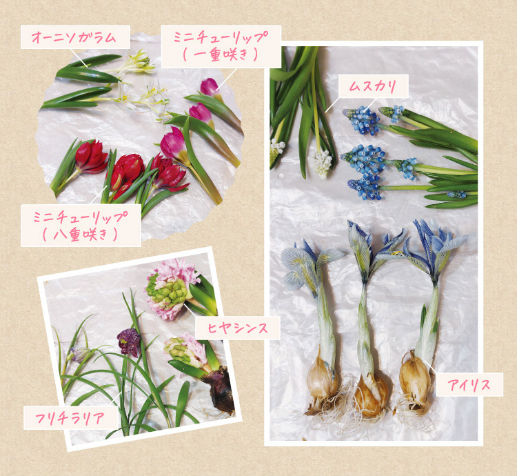 オーニソガラム ミニチューリップ(一重咲き)ミニチューリップ(八重咲き)ヒヤシンス フリチラリア ムスカリ アイリス