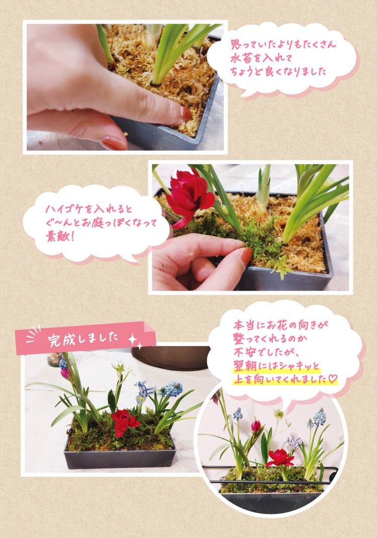思っていたよりもたくさん水苔を入れてちょうど良くなりました ハイゴケを入れるとぐ~んとお庭っぽくなって素敵! 完成しました 本当にお花の向きが整ってくれるのか不安でしたが、翌朝にはシャキッと上を向いてくれました♡