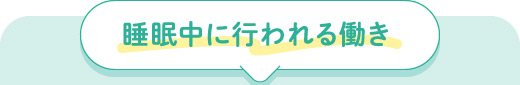 睡眠中に行われる働き