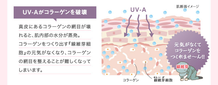 UV-Aがコラーゲンを破壊