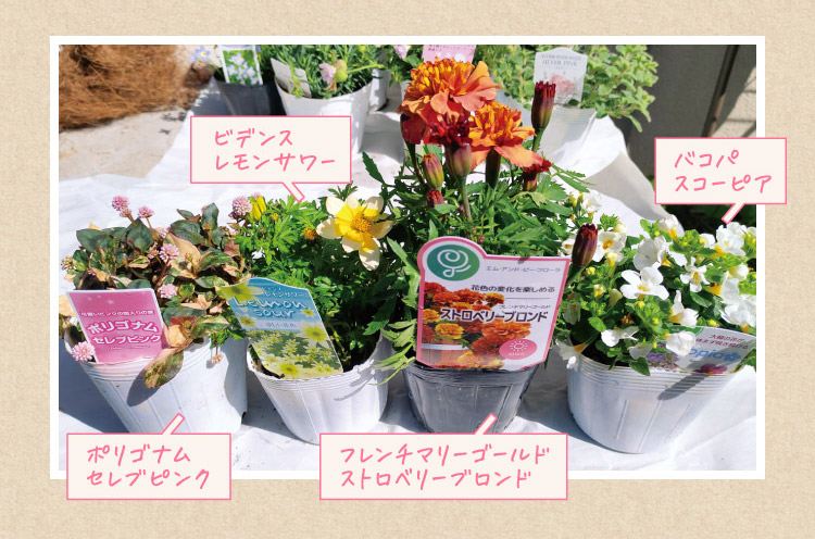 ビデンスレモンサワー バコパスコーピア ポリゴナムセレブピンク フレンチマリーゴールドストロベリーブロンド