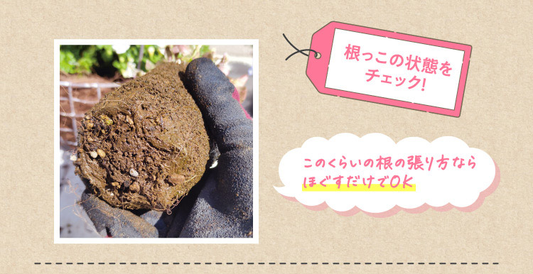 根っこの状態をチェック! このくらいの根の張り方ならほぐすだけでOK