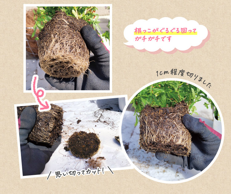 根っこがぐるぐる回ってガチガチです 思い切ってカット! 1cm程度切りました