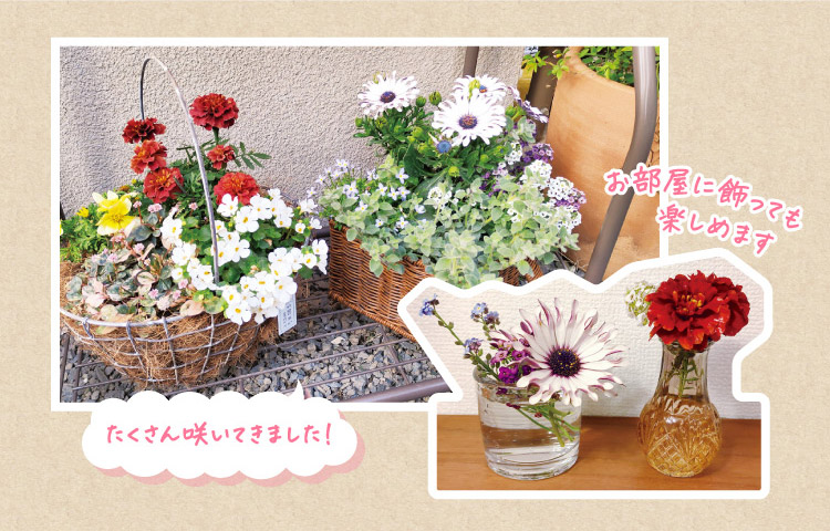 たくさん咲いてきました! お部屋に飾っても楽しめます
