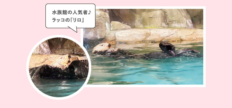 水族館の人気者♪ラッコの『リロ』