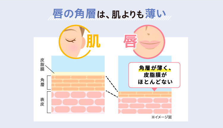 唇の角層は、肌よりも薄い