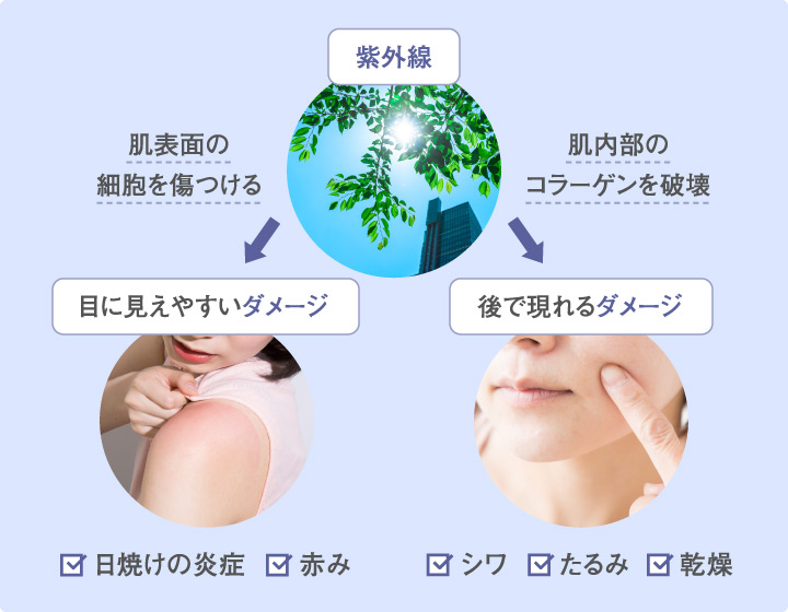 紫外線 肌表面の細胞を傷つける 肌内部のコラーゲンを破壊 目に見えやすいダメージ 日焼けの炎症 赤み 後で現れるダメージ シワ たるみ 乾燥