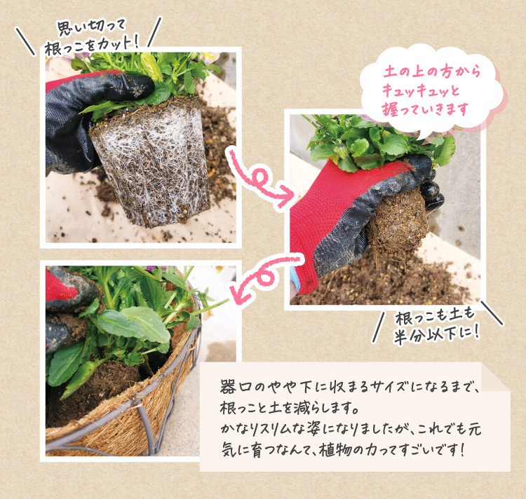土の上の方からキュッキュッと握っていきます
