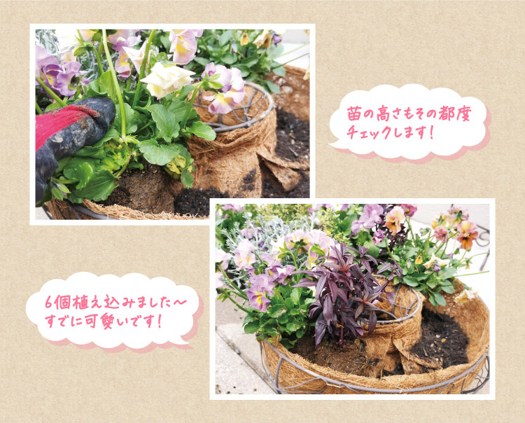 苗の高さもその都度チェックします! 6個植え込みました〜すでに可愛いです!