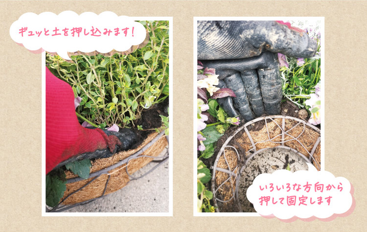 ギュッと土を押し込みます! いろいろな方向から押して固定します