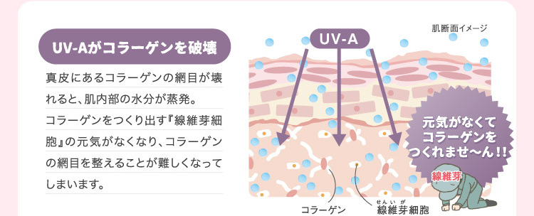 UV-Aがコラーゲンを破壊