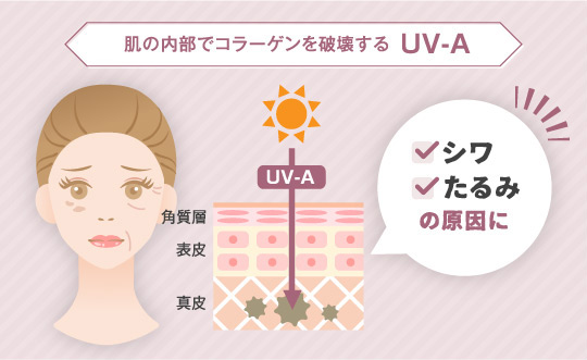 肌の内部でコラーゲンを破壊するUV-A シワ たるみの原因に
