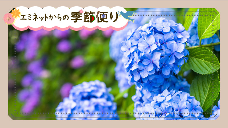 とっとり季記・6月